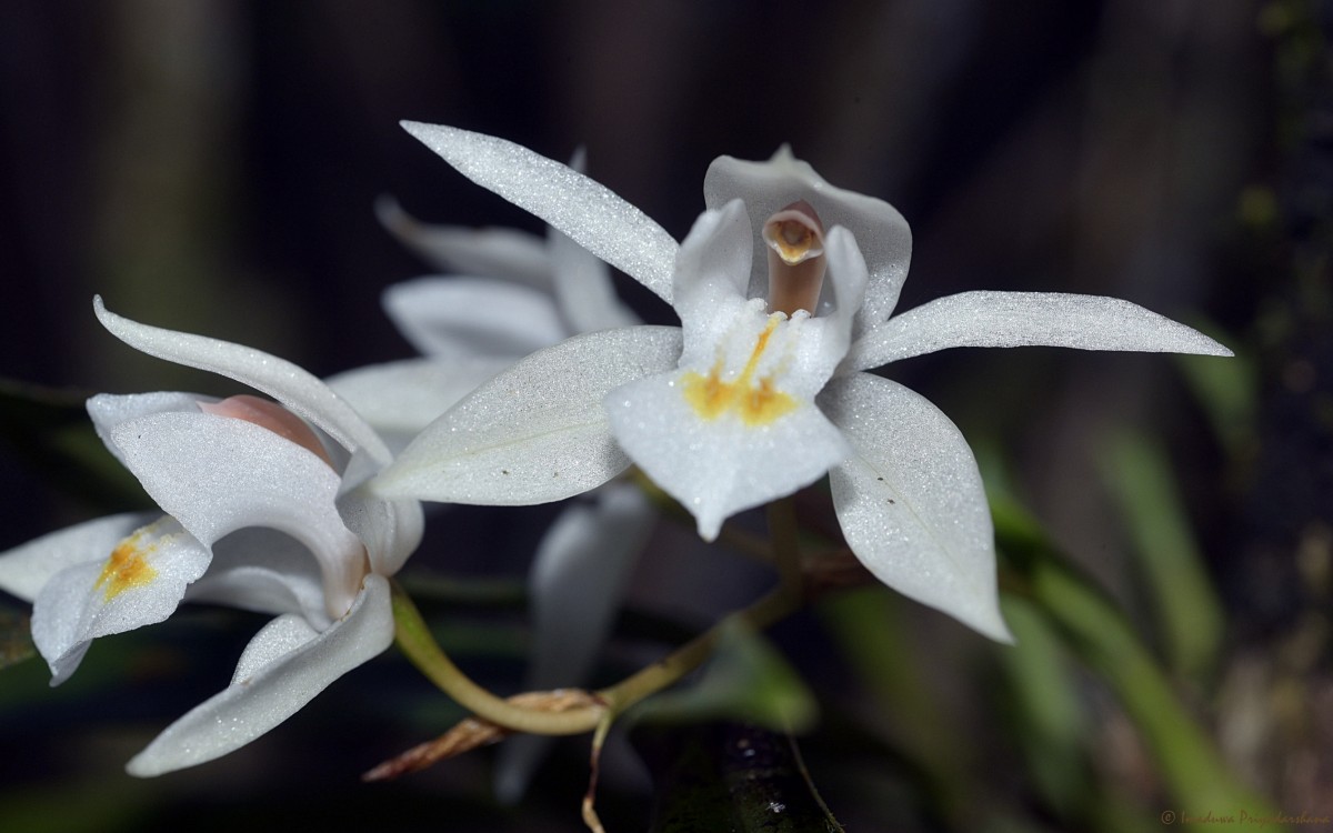 Coelogyne odoratissima Lindl.